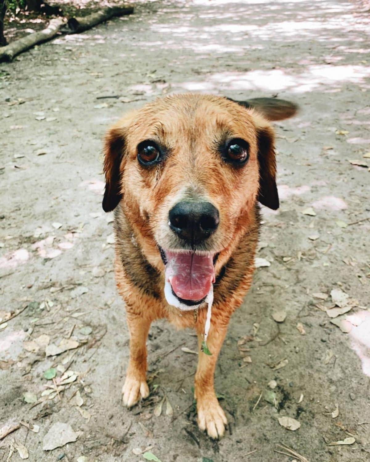 Sage after swimming.
